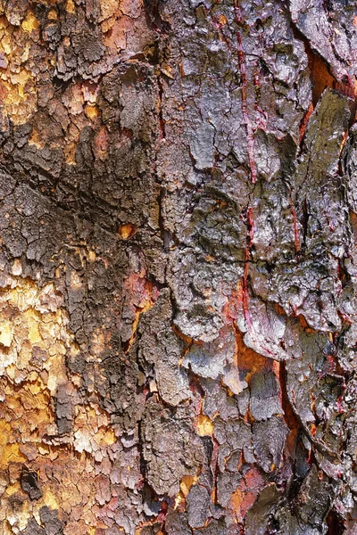 Albero di legno di sangue primo piano di corteccia — Foto Stock
