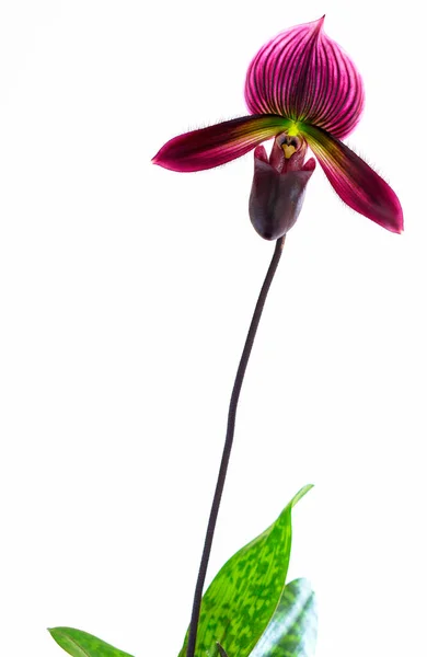 Eine Einzige Lila Pantoffel Orchidee Auf Weißem Hintergrund — Stockfoto