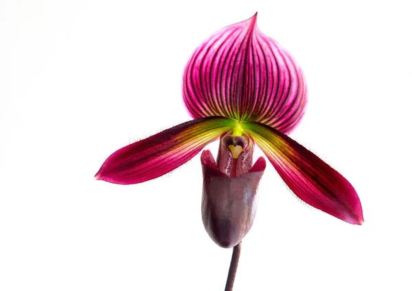 Orquídea Una Orquídea Púrpura Hermosa Zapatilla Con Fondo Blanco — Foto de Stock