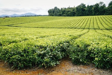 Kuzey Queensland Avustralya 'da tropikal çay çiftliği