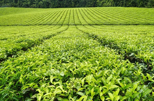 Teeplantage Hohen Norden Queenslands — Stockfoto