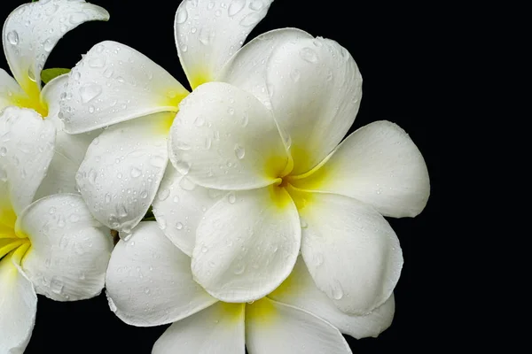 Schöne Nahaufnahme Von Weiß Mit Gelben Frangipani Blüten Der Mitte — Stockfoto