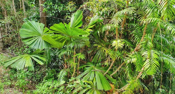 าคล Tribulation าฝนเขตร Daintree — ภาพถ่ายสต็อก