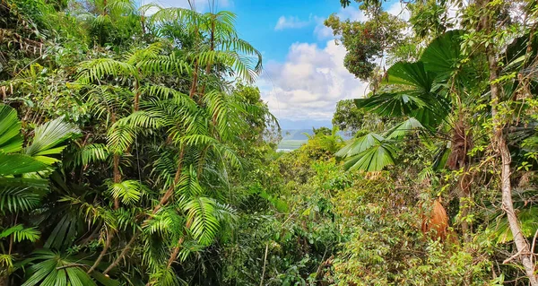 Cape Tribulation Daintree Τροπικό Πλούσιο Τροπικό Δάσος Βορειοανατολικά Του Cairns — Φωτογραφία Αρχείου