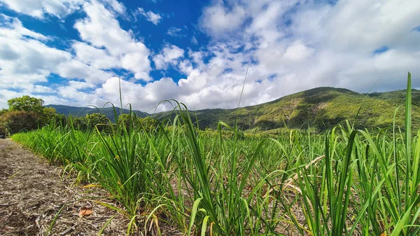 Молодые Растения Сахарного Тростника Растущие Севере Квинсленда Северу Кэрнса — стоковое фото