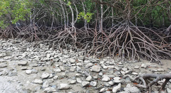 Sunne Mangrovearter Som Vokser Nord Queensland Steiner Forgrunnen – stockfoto