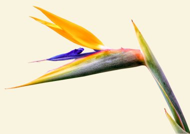 Cennet Kuşu Çiçeği soluk sarı arka planda tek çiçekli