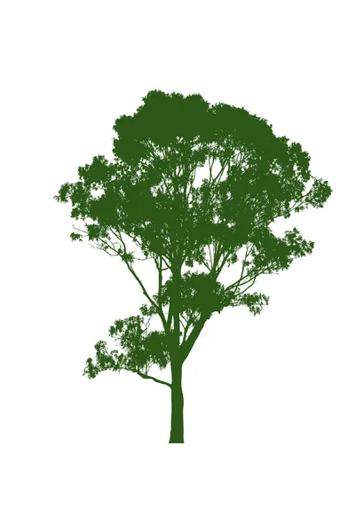 Eukaliptusowe Drzewo Dziąseł Białym Tle — Wektor stockowy