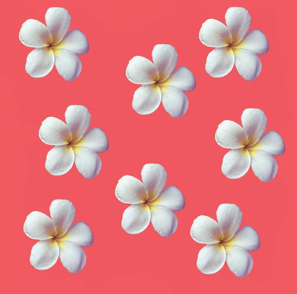 Frangipani Blumen Auf Rosa Hintergrund Für Sammelalbum Papier — Stockfoto