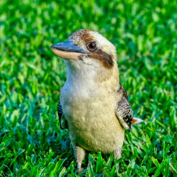 Friendly Kookaburra Waiting Feed Green Grass Background — Stock Photo, Image