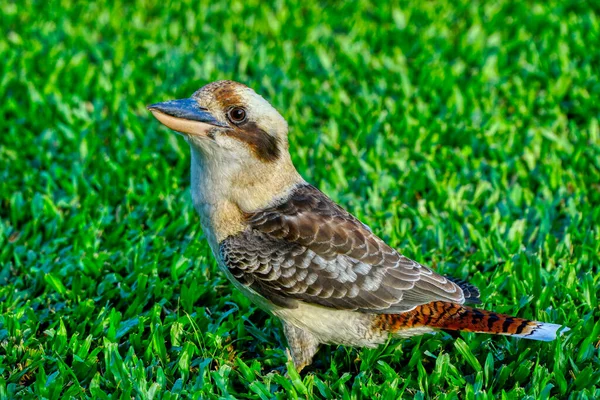 草坪上一只友善的考卡布拉 它是一种澳大利亚本土鸟 — 图库照片