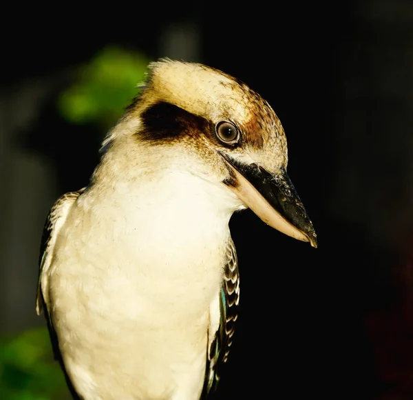 Доброзичливий Кукабарра Птах Схиблений Паркані — стокове фото