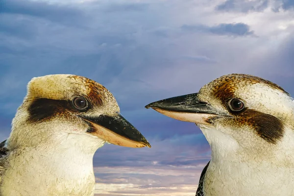 Zwei Freundliche Kookaburra Mit Himmel Hintergrund Heimisch Australien — Stockfoto