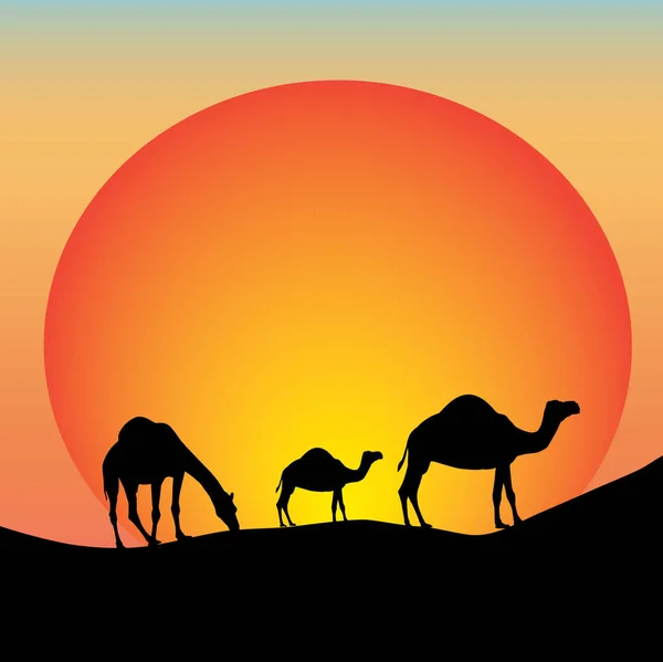 Tre Australiska Kameler Utkanten Australien Med Solnedgång Bakgrund — Stock vektor
