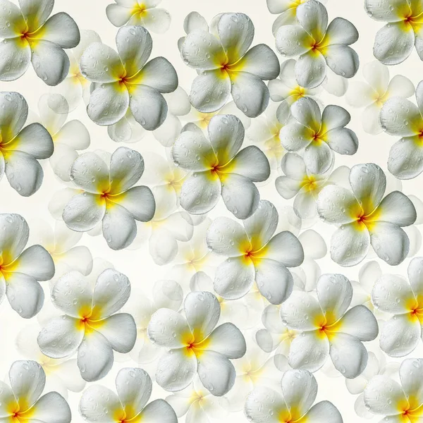 Krásný Zblízka Bílé Žlutým Středem Frangipani Květiny Smetanové Pozadí — Stock fotografie