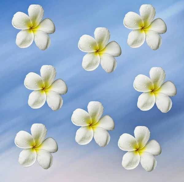 Krásný Zblízka Bílé Žlutým Středem Frangipani Květiny Modrém Pozadí — Stock fotografie