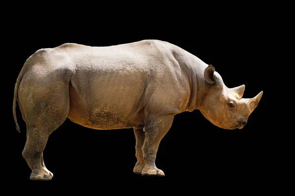 One Black Rhino Black Rhinos Have Two Horns Black Background — Stock Photo, Image