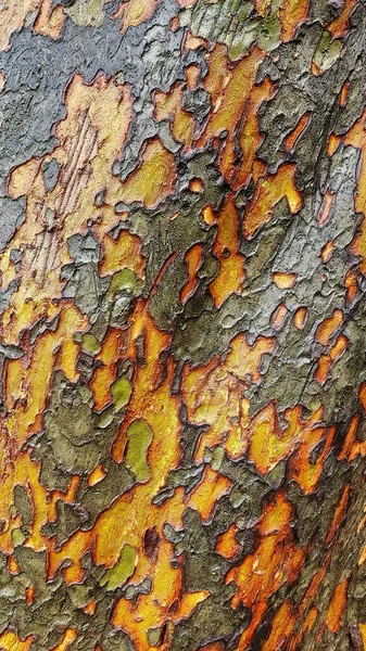 Primo Piano Del Colore Dorato Della Corteccia Olmo Cinese Olmo — Foto Stock