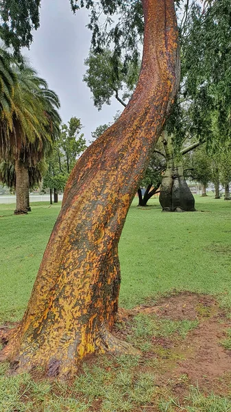 Tronc Doré Courbé Orme Chinois Ulmus Chinunsis Originaire Asie Orientale — Photo