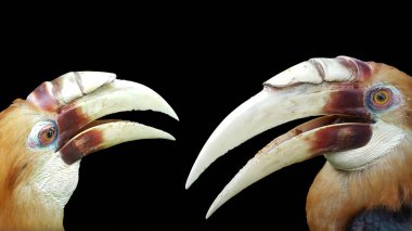 Siyah arka planda birbirine bakan iki Papuan boynuzu gagası.