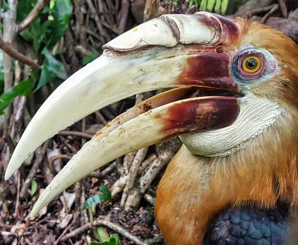 Papuan Hornbill Papui Nowej Gwinei Zbliżenie Twarzy — Zdjęcie stockowe