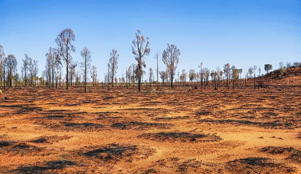 Terra Arida Australia Centrale Dopo Incendio Boschivo — Foto Stock