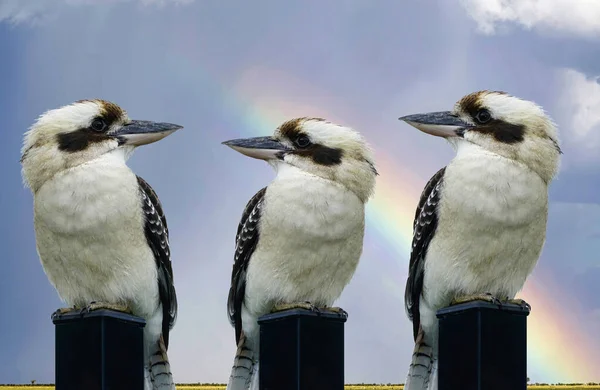 Tři Kookaburry Sedí Ocelové Tyči Duhou Pozadí — Stock fotografie