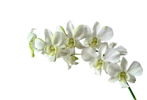 Bela Orquídea Branca Com Pontas Verdes Fundo Branco — Fotografia de Stock
