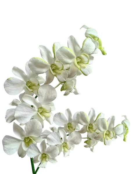 Two Stems Beautiful White Orchid Green Tips White Background — Stock Photo, Image