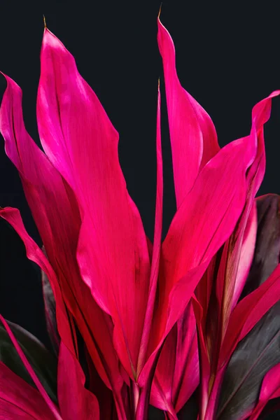 Planta Cordyline Rosa Brillante Que Crece Jardín Tropical Con Telón —  Fotos de Stock