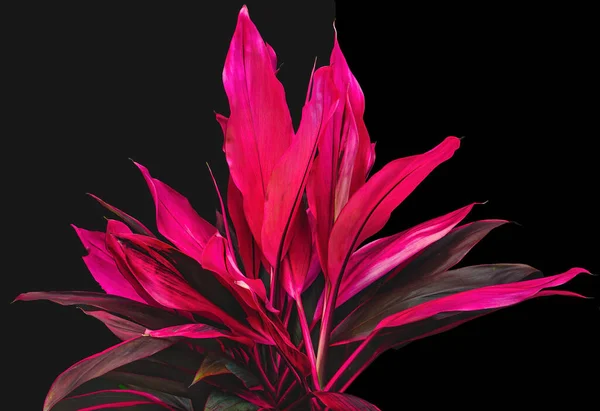 Planta Cordyline Rosa Brilhante Crescendo Jardim Tropical Com Fundo Preto — Fotografia de Stock