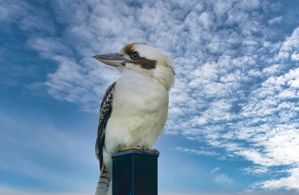 Kookaburra Sitting Post Sky Background Waiting Feed — Stock Photo, Image