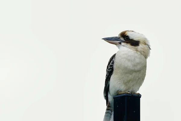 One Kookaburra Sitting Post White Background — Stok fotoğraf