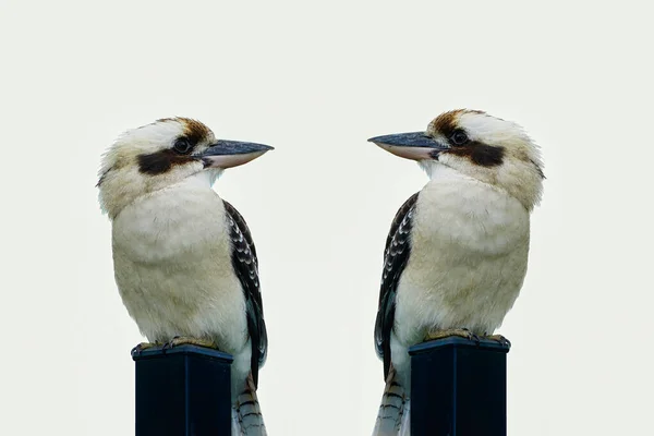 Dva Kookaburra Sedí Kůlu Dívají Jeden Druhého Bílém Pozadí — Stock fotografie