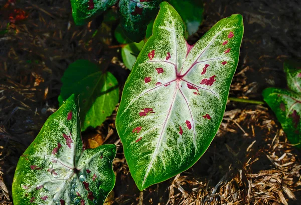 Caladium Plante Poussant Dans Jardin Tropical — Photo