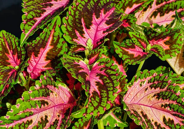 Coleus Växter Med Ljusa Röda Och Gröna Blad Som Växer — Stockfoto