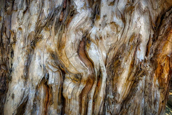 Κλείσιμο Του Φλοιού Του Φλοιού Του Φλοιού Χαρτιού Δέντρο Melaleuca — Φωτογραφία Αρχείου