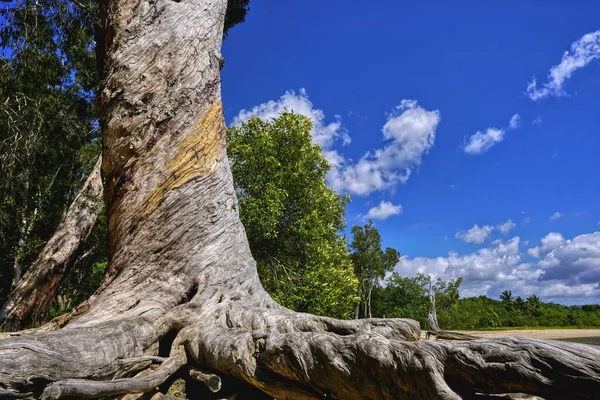 Gum Trees Melaleuca Trees Shore Line Cairns North Queensland Australia — Stockfoto