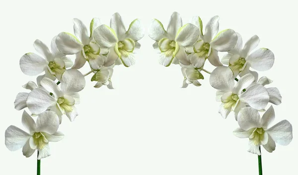 Orquídea Branca Duas Hastes Flores — Fotografia de Stock