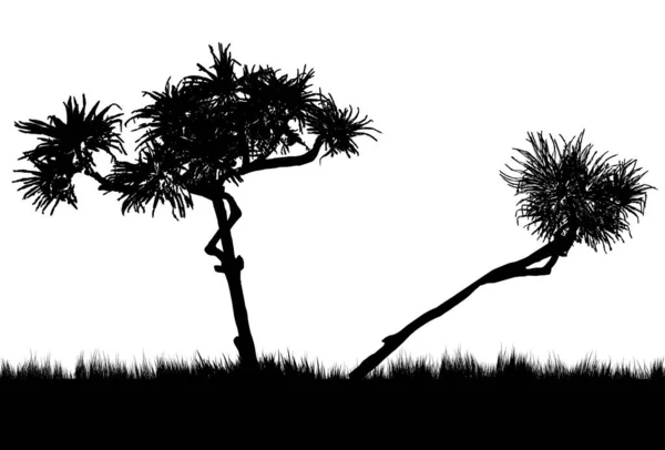 Pandanus Trees Black White — 图库矢量图片