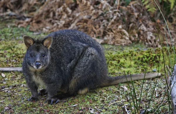Wallaby ou Pademelon de Tasmanie — Photo