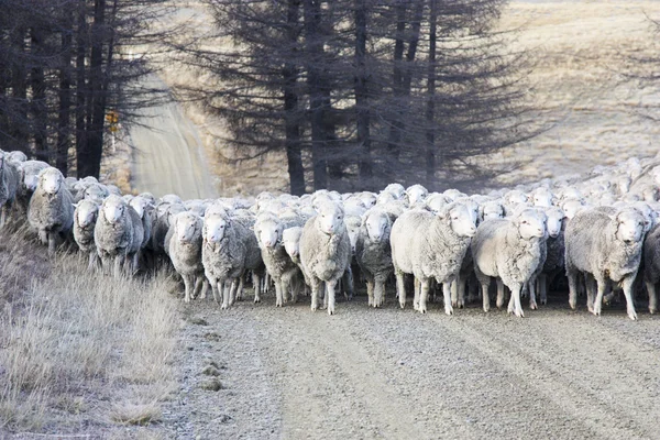 Hayvan sürüsü koyun — Stok fotoğraf