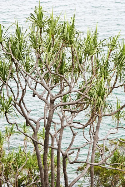 Albero di pandano — Foto Stock