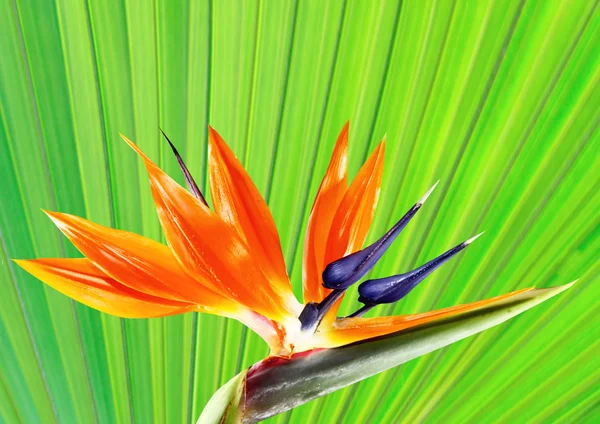 Pássaro do paraíso flor com fundo de folha de palma — Fotografia de Stock