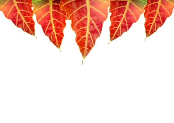 Folhas coloridas em um cartão — Fotografia de Stock