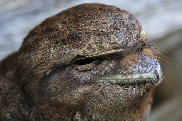 Tawny frogmouth — Stock Photo, Image