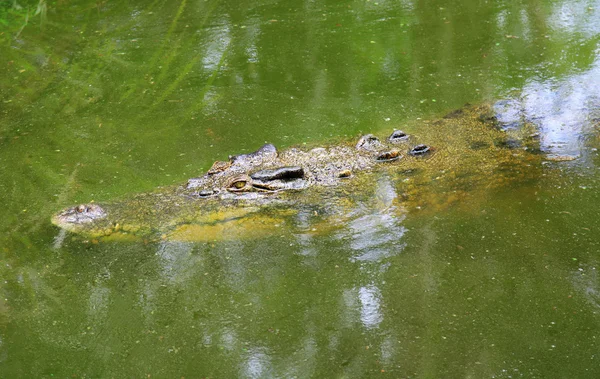 Crocodile sous l'eau — Photo
