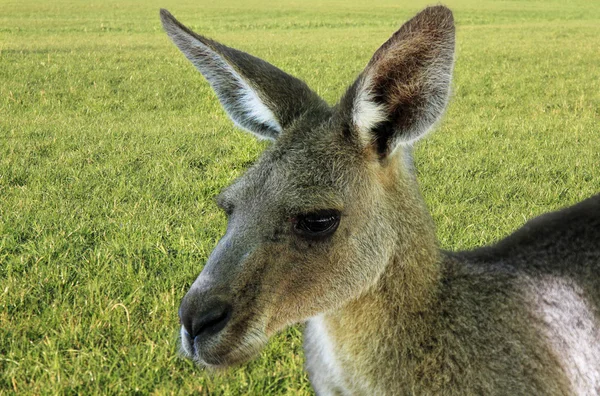 Kangaroo with green grass in the background — Stock Photo, Image