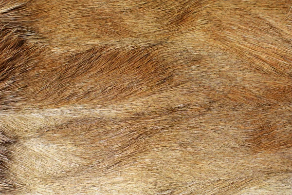 Coarse fur — Stock Photo, Image