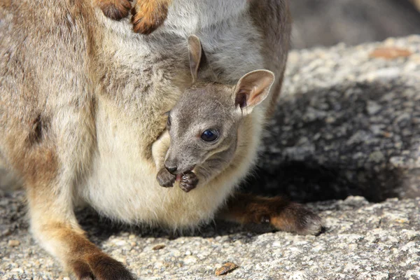 Mareeba Rock wallabies or Petrogale Mareeba — Stock Photo, Image